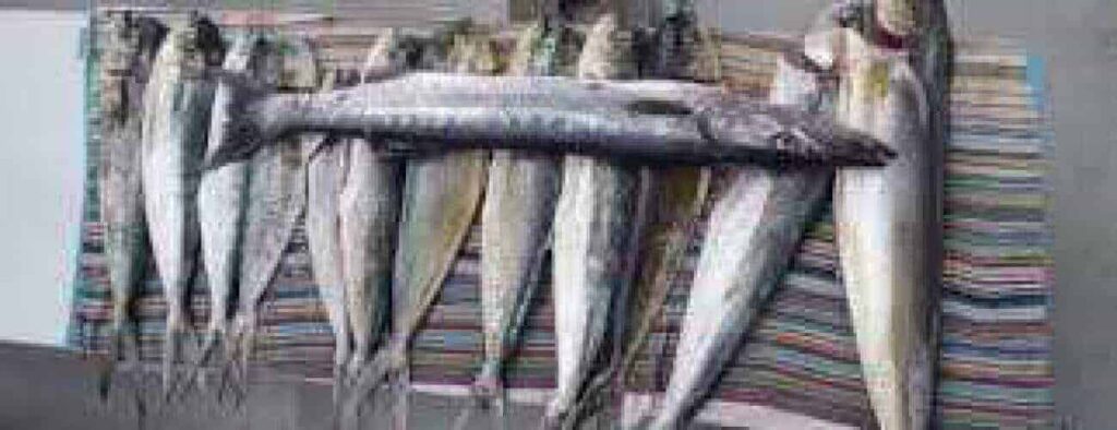Several large, silver fish—likely caught with Sport Fishing—are lined up side by side on a striped, multicolored cloth. A darker fish rests horizontally atop the vertically arranged, evenly spaced catch indoors.