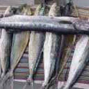 Several large, silver fish—likely caught with Sport Fishing—are lined up side by side on a striped, multicolored cloth. A darker fish rests horizontally atop the vertically arranged, evenly spaced catch indoors.