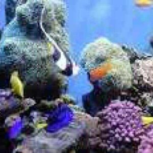 Dive to the Superior Producer features a vibrant aquarium scene with purple and orange coral, colorful fish like blue tangs and yellow and orange fish, plus realistic producer rocks set against an ocean-blue backdrop.