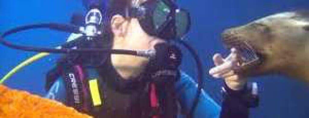 During The House Reef dive, a scuba diver in mask and gear reaches out underwater as a sea lion opens its mouth nearby, surrounded by blue water with an orange object visible in the lower left corner.