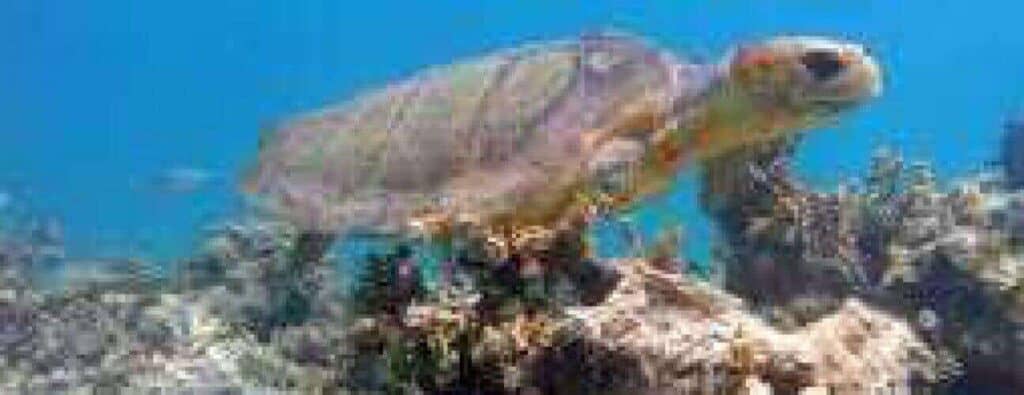 A sea turtle glides above a coral reef near the Tugboat dive site, its light brown shell glowing in sunbeams that penetrate the blue water and showcase the vibrant marine life below, as if guiding divers on a tranquil underwater adventure.