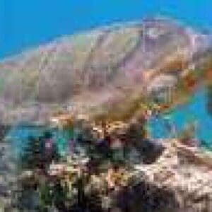 A sea turtle glides above a coral reef near the Tugboat dive site, its light brown shell glowing in sunbeams that penetrate the blue water and showcase the vibrant marine life below, as if guiding divers on a tranquil underwater adventure.