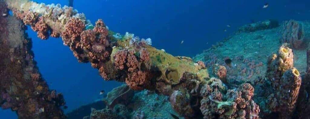 Experience the vibrant marine life at Westpoint dive, where a shipwreck lies underwater covered in colorful coral and sponges. Watch small fish swim around the structure, showcasing a thriving ecosystem beneath the blue ocean.