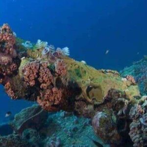 Experience the vibrant marine life at Westpoint dive, where a shipwreck lies underwater covered in colorful coral and sponges. Watch small fish swim around the structure, showcasing a thriving ecosystem beneath the blue ocean.