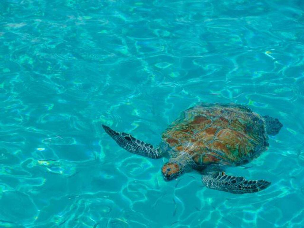 Discover the Magic of Curaçao with Our Full Day Island Tour