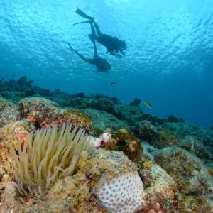 Duik in avontuur met de PADI Open Water Cursus bij Blue Bay Dive & Watersports