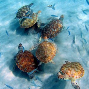 Discover the Westpoint Snorkel/Dive Tour with Jan Thiel Diving