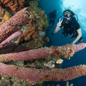 Voltooi je PADI Open Water Certificaat in Curacao met Blue Bay Dive & Watersports