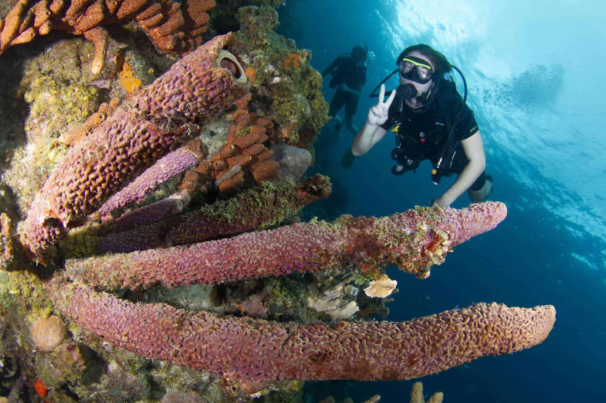 Voltooi je PADI Open Water Certificaat in Curacao met Blue Bay Dive & Watersports