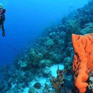 Voltooi je PADI Open Water Certificaat met Coral Divers