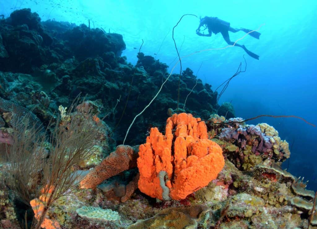 Dive into Adventure with the PADI Open Water Course at Blue Bay Dive & Watersports in Curaçao