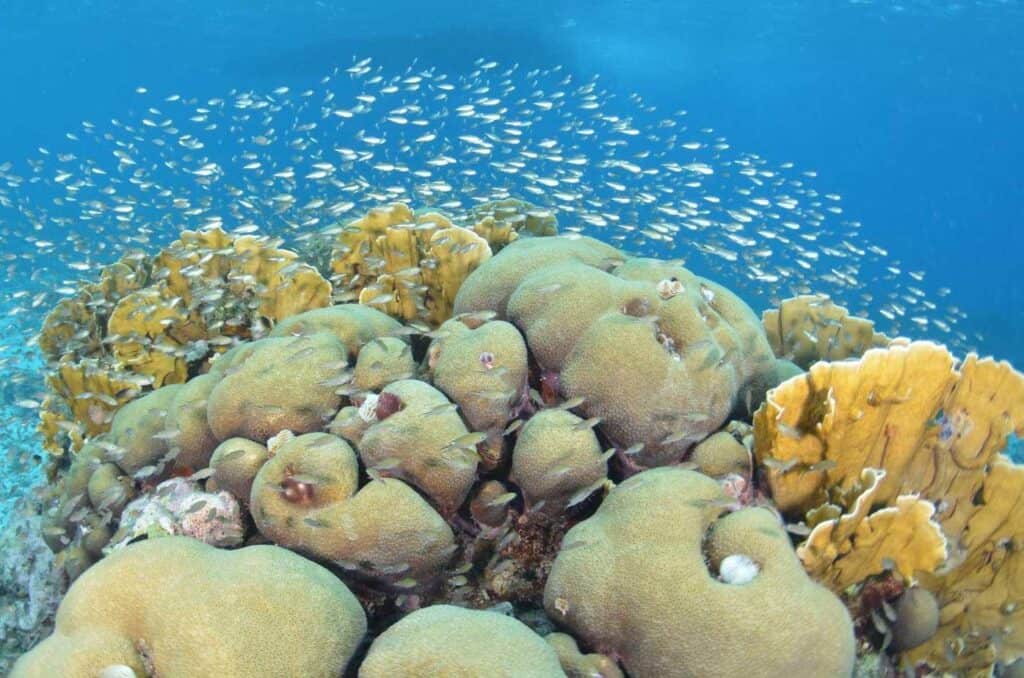 Ontdek de wonderen van Curaçao met een 2 Tank begeleide kantduik