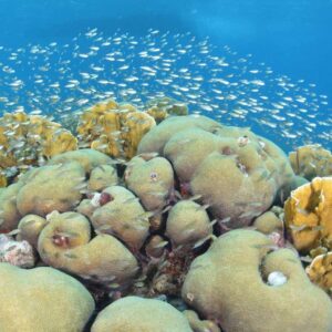 Ontdek de wonderen van Curaçao met een 2 Tank begeleide kantduik