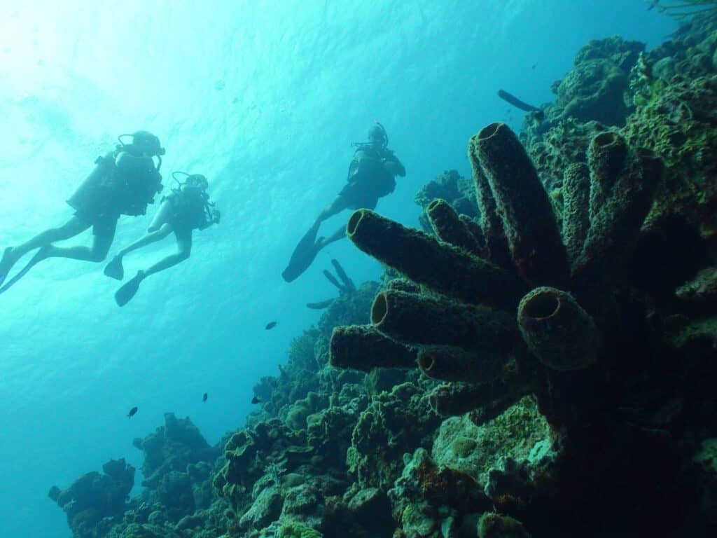 Discover the PADI Scuba Diver Course at Coral Divers in Curaçao