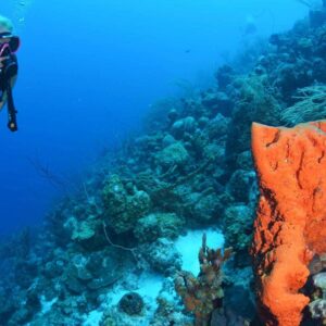 Verfris je duikvaardigheden met Coral Divers op Curaçao