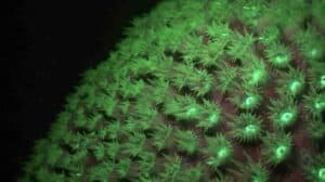 Experience the Magic of Fluorescent Night Diving in Curaçao