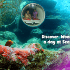 Dive into Adventure: Feeding Sharks and Stingrays in Curacao