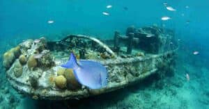 Explore the Wonders of Curacao with Ocean Encounters' One Tank Boat Dive