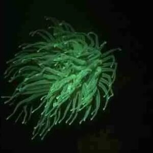 Experience the Magic of Fluorescent Night Diving in Curaçao