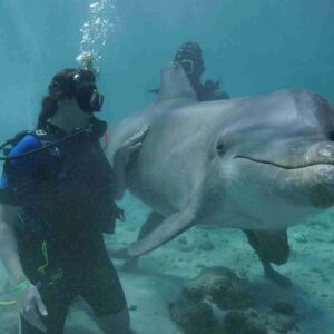 Experience the Lagoon Dolphin Dive in Curaçao