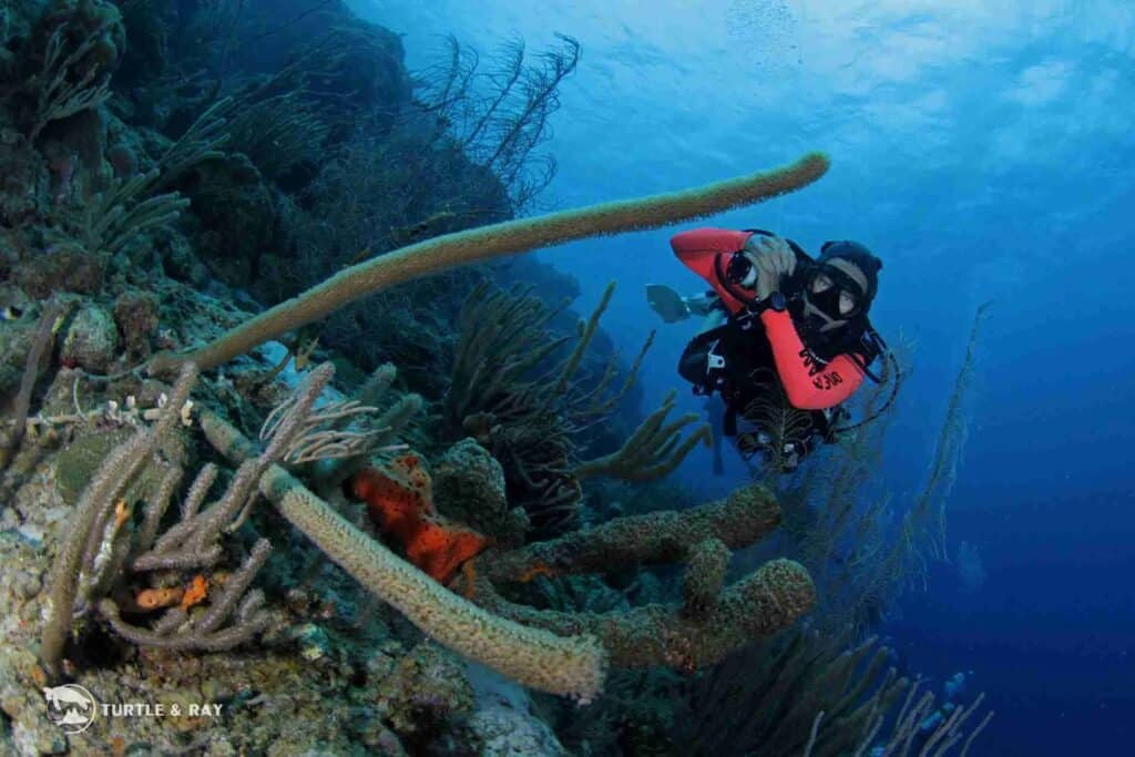 Discover Scuba Diving Course in Curaçao