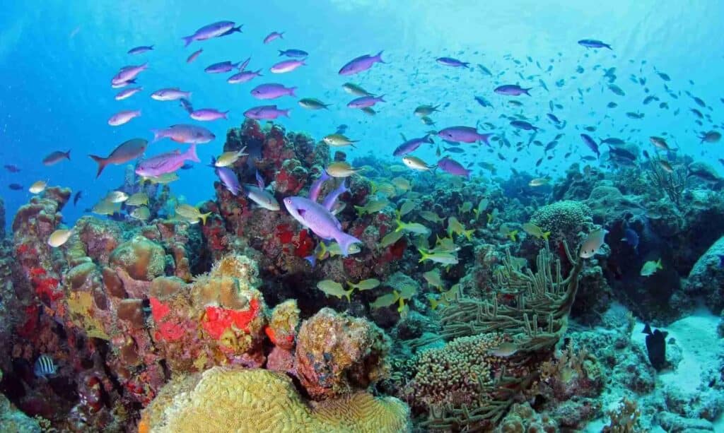 Discover the Underwater World with the PADI Fish Identification Specialty Course in Curaçao