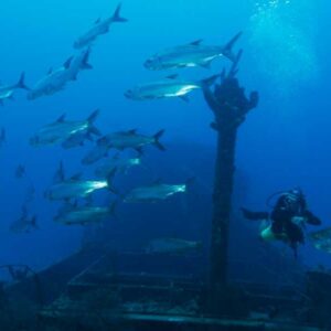 Ontdek duiken bij Blue Bay Dive & Watersports: Jouw toegangspoort tot de onderwaterwereld