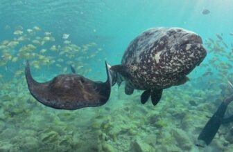 Animal Encounter Curacao