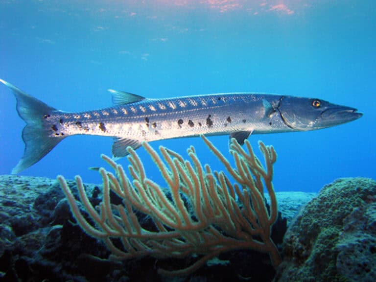 Barracuda visavontuur op Curaçao