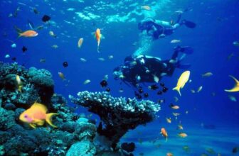 Bas Harts Diving Curacao