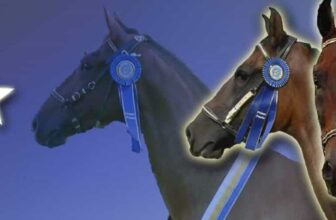 Criadero El Hijo de David