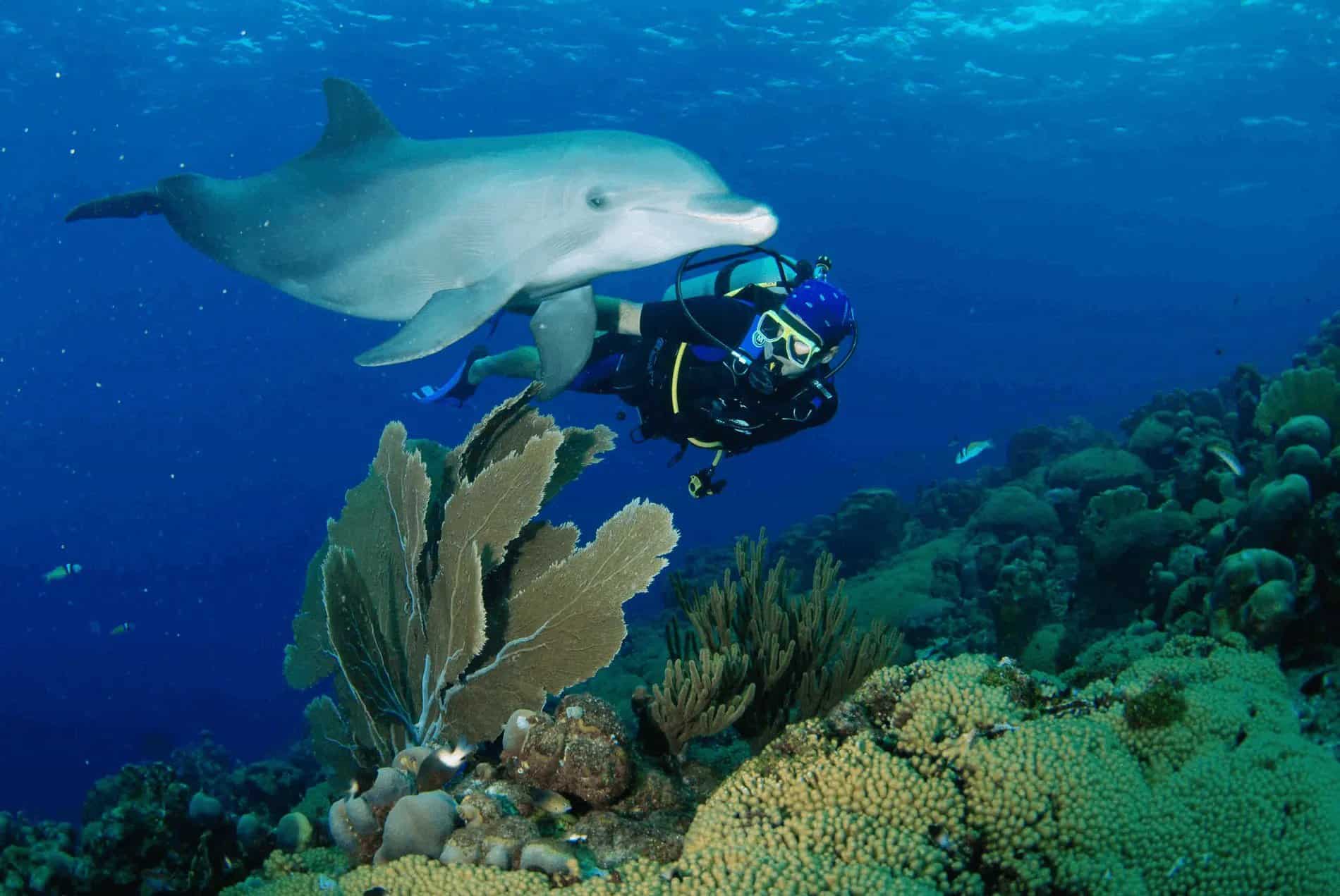 Duik in avontuur: Onbeperkt 5-daags kantduikpakket op Curaçao