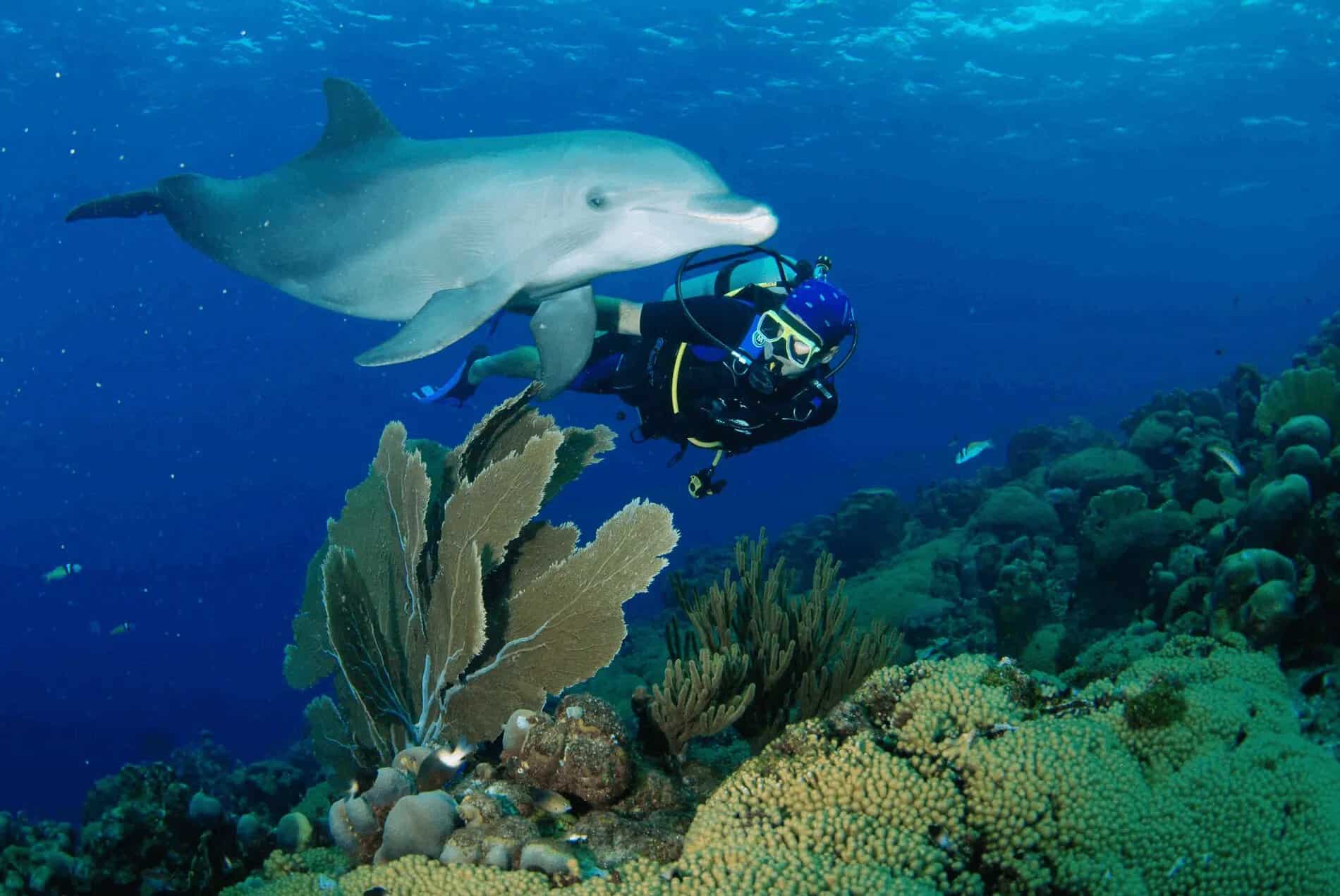 Duik in avontuur: Open Water Dolfijnduik op Curaçao