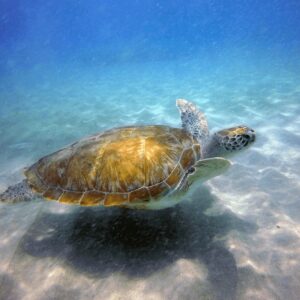 Discover the Thrilling Underwater World in Curaçao with Duikcentrum van de Ven