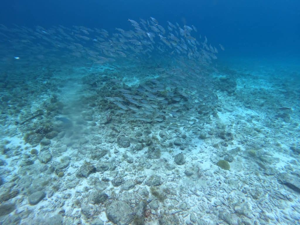 Ervaar de sensatie van de AquaCat & onderwaterscooter op Curaçao