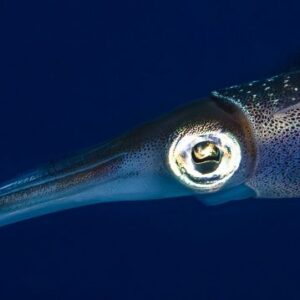 Discover the Thrilling World of PADI Courses in Curacao