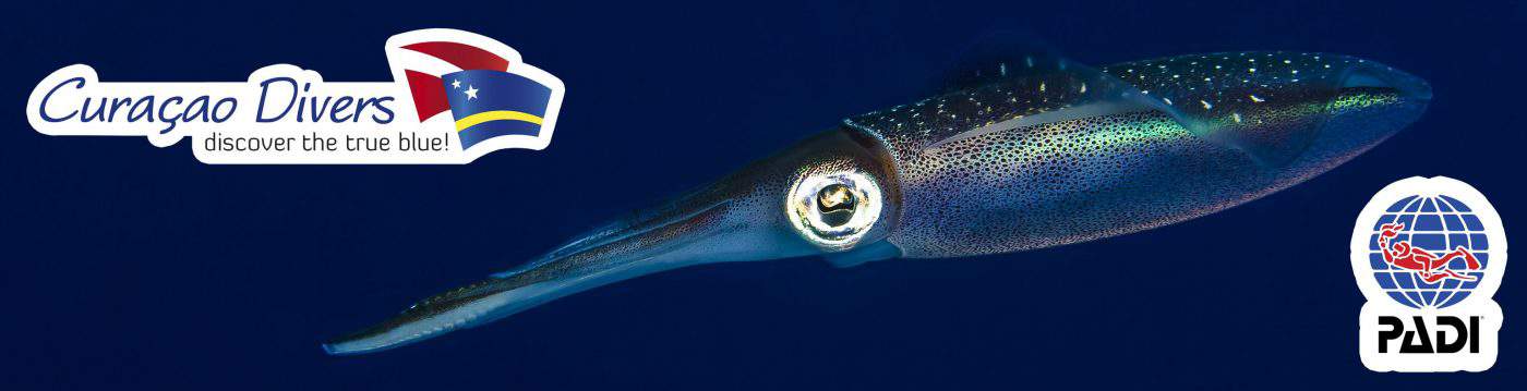 Discover the Thrilling World of PADI Courses in Curacao