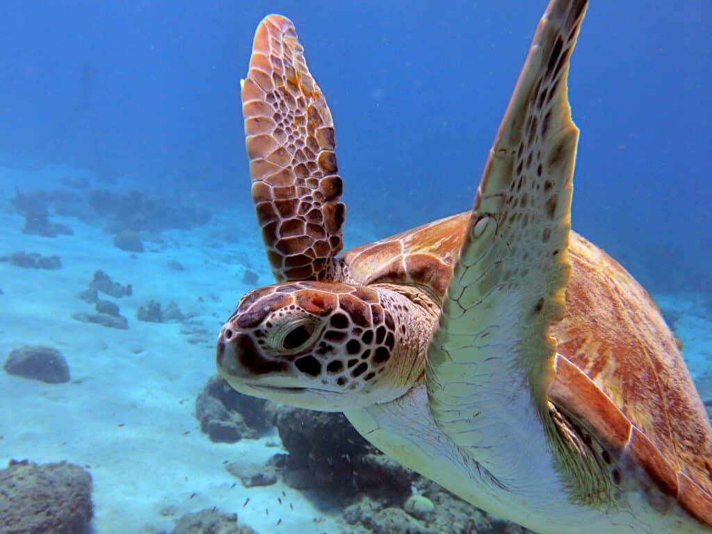 Explore the Underwater Wonders of Curaçao with Duikcentrum van de Ven