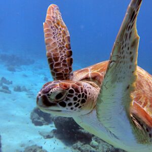 Explore the Underwater Wonders of Curaçao with Duikcentrum van de Ven