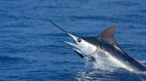 Marlin Fishing in Curaçao: The Ultimate Offshore Game Fishing Experience