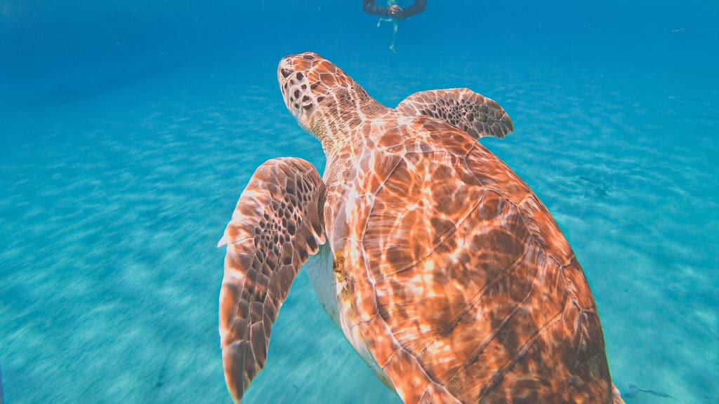 Turtle Bay Boat Excursion: A Must-Do Adventure in Curacao