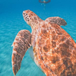 Turtle Bay Boat Excursion: A Must-Do Adventure in Curacao