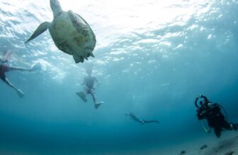 Ontdek de schoonheid van Curaçao met de Snorkel West Trip van een hele dag