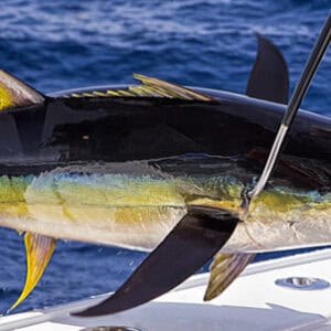 Avontuur tonijnvissen op Curaçao