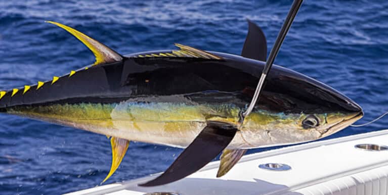 Avontuur tonijnvissen op Curaçao