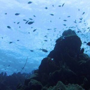 Dive Without Tanks: Experience the PETER Diving System in Curaçao