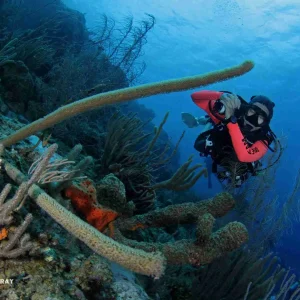 Een duiker in een rood wetsuit verkent de riffen van Curaçao met Ontdek duiken op Curaçao en maakt foto's onder water. Omringd door levendige sponzen en zeeplanten ontvouwt het avontuur zich in helder blauw water. Het "Turtle & Ray" logo staat linksonder.