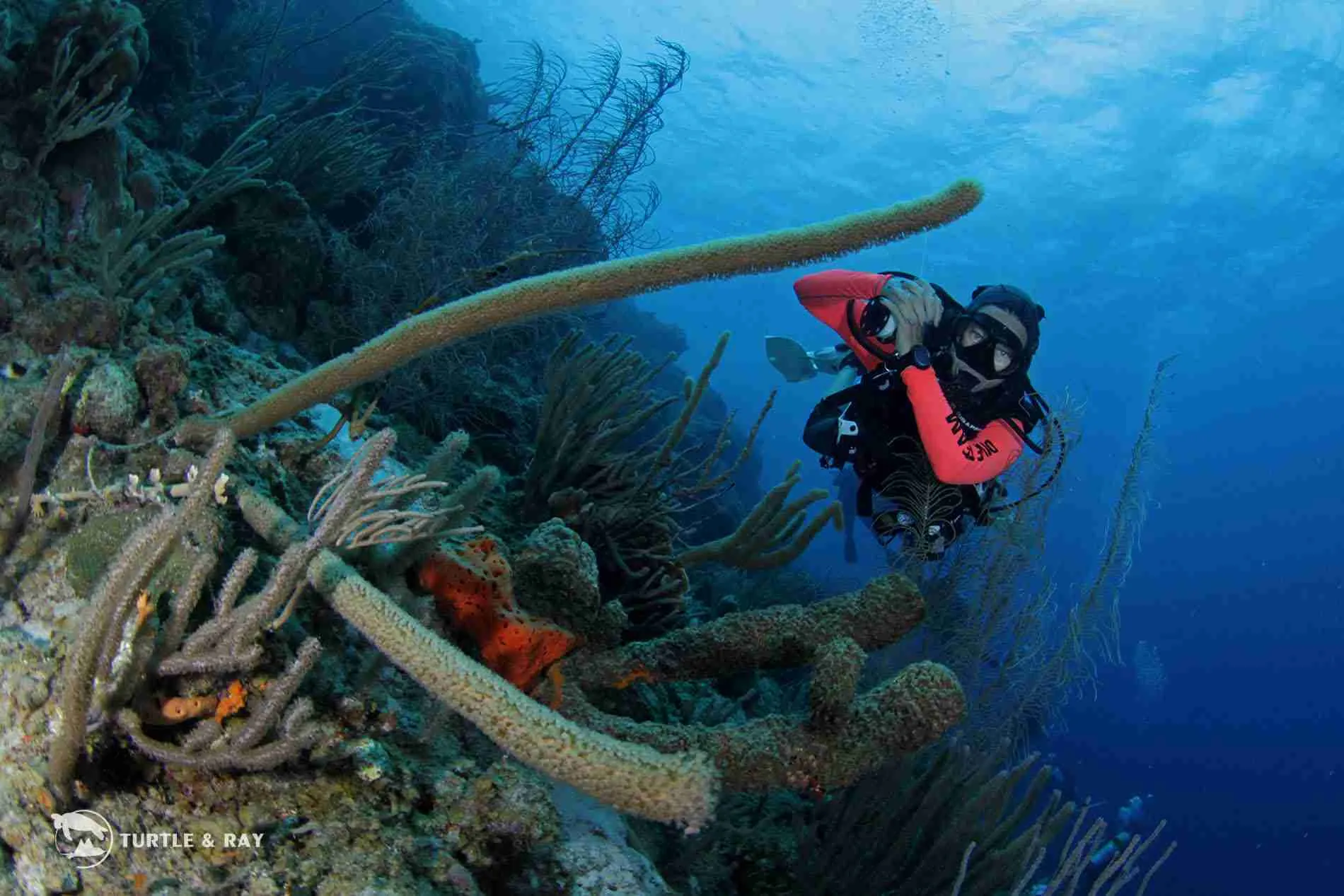 A diver in a red wetsuit explores a vibrant coral reef during the Discover Scuba Diving in Curaçao experience, surrounded by clear blue water, colorful marine life, and healthy corals.