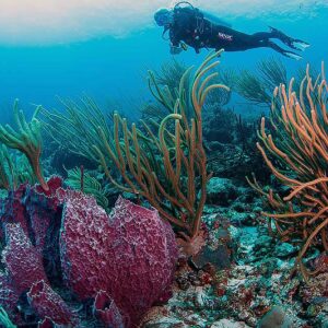 Explore the Best Dive Sites in Curaçao with Go West Diving