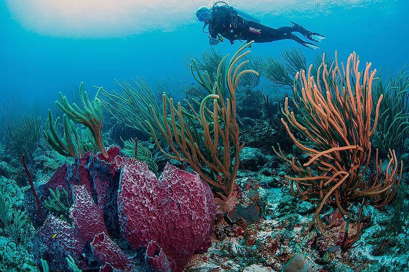 Duik dieper met Nitrox Tanks van Go West Diving op Curaçao